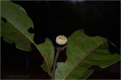 Uvaria lurida